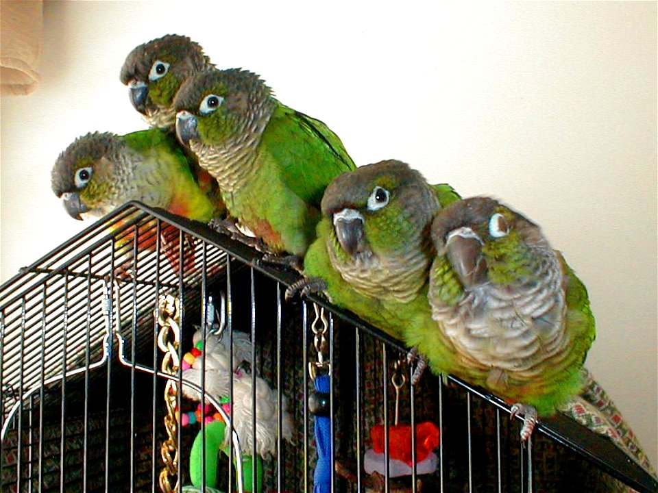 A green-cheeked conure family. Bird #2 from the left is the father, bird #5 is the mother, birds #1, #3 and #4 are siblings. The different coloring on bird #1 is a natural mutation. Photo taken April 