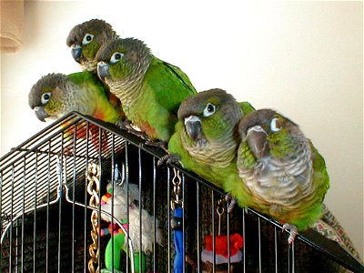 A green-cheeked conure family. Bird #2 from the left is the father, bird #5 is the mother, birds #1, #3 and #4 are siblings. The different coloring on bird #1 is a natural mutation. Photo taken April photo