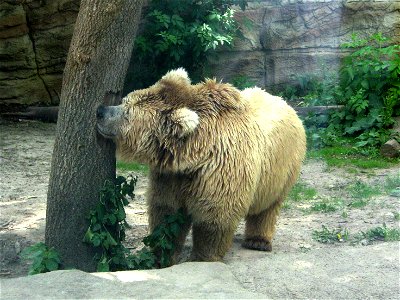 Himalayan Brown Bear (Ursus arctos isabellinus) in Kiev Zoo, Ukraina. In the Kievan zoo he perfectly feels in a glass enclosure.
