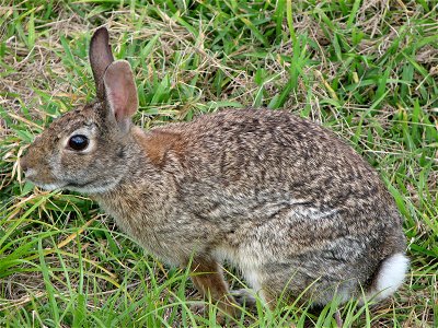 Rabbit photo