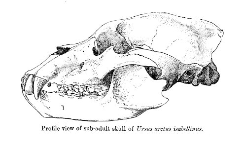 Ursus arctos isabellinus - skull