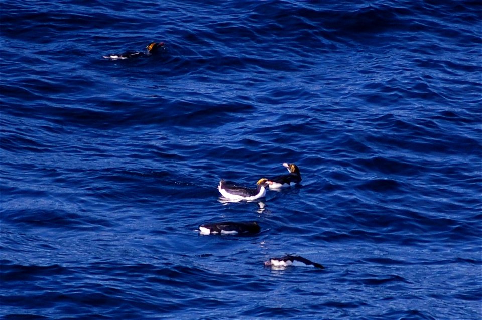 Macaroni penguins. Southern Ocean, Drake's Passage area.