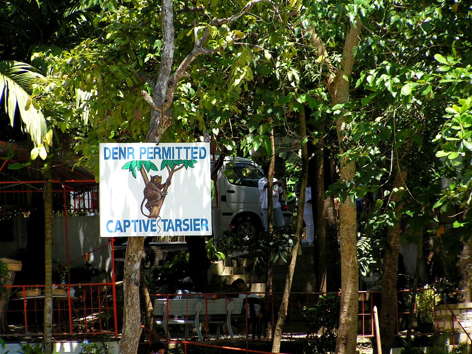 Captive tarsier display in Loboc, Bohol