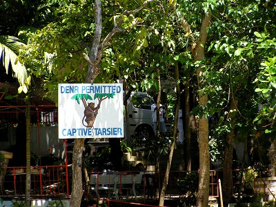 Captive tarsier display in Loboc, Bohol