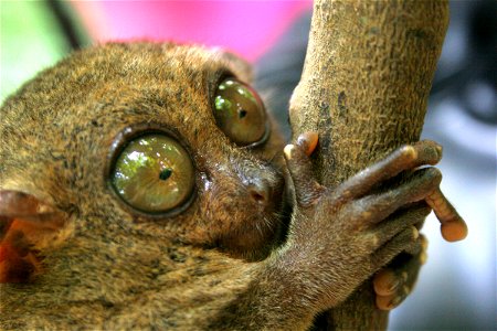 Philippine Tarsier