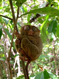 A Philippine Tarsier (Carlito syrichta) in the Philippine Tarsier Sanctuary at Corella, Bohol, Philippines.
