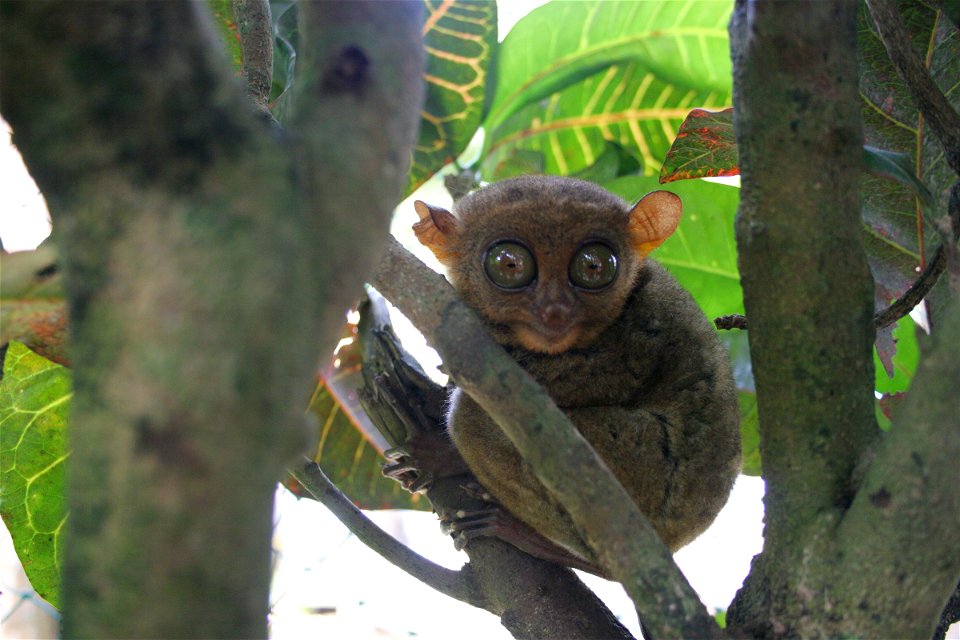 Philippine Tarsier