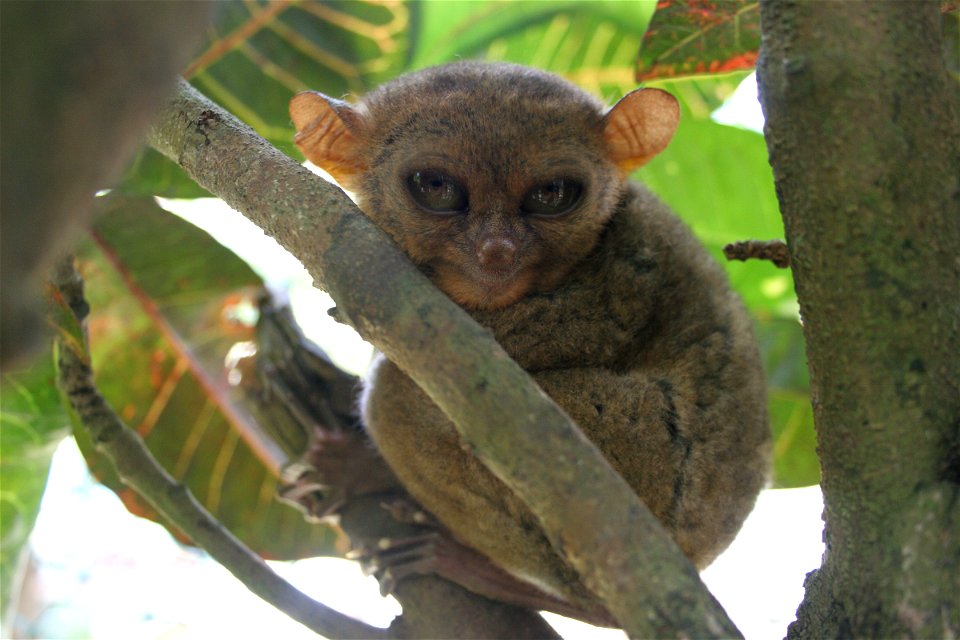 Philippine Tarsier