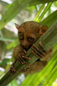 Carlito syrichta (Philippine Tarsier)