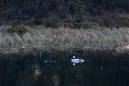 Bufflehead
