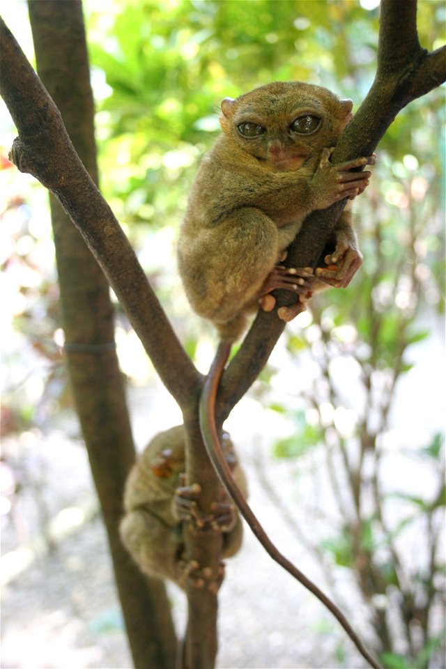 Carlito syrichta (Philippine Tarsier)