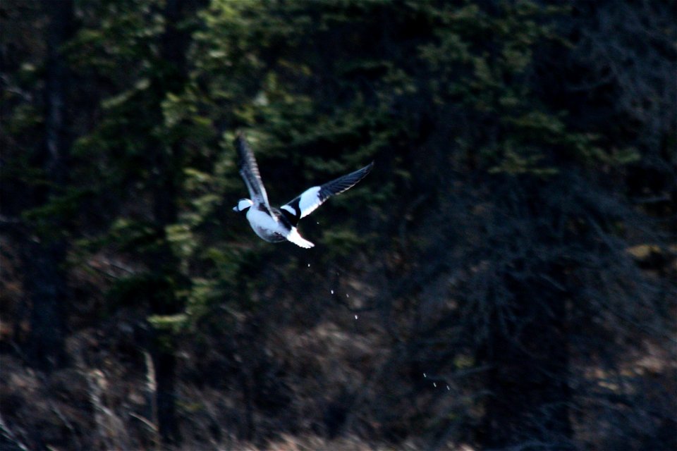 Bufflehead in Flight