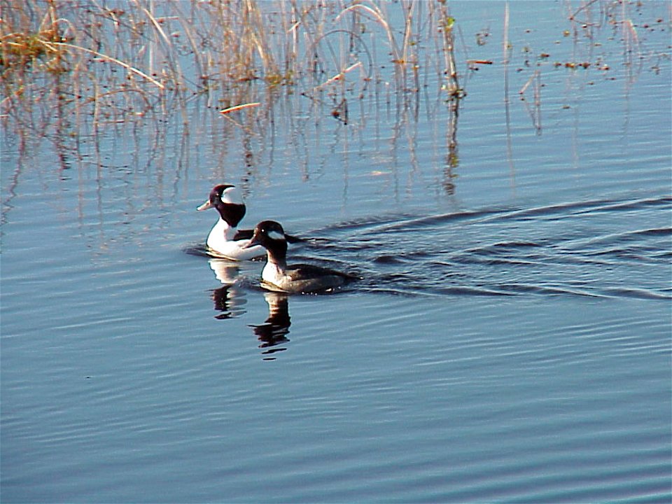 Buffleheads at Back Bay National Wildlife Refuge in Virginia.


Credit: USFWS