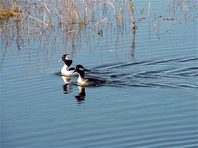 Buffleheads at Back Bay National Wildlife Refuge in Virginia.


Credit: USFWS