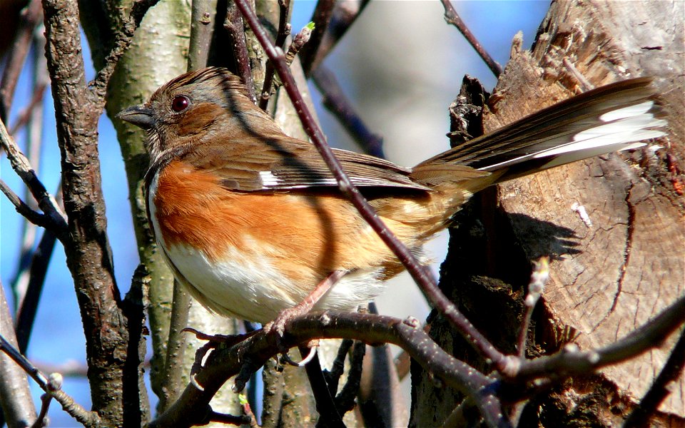 A female Eastern Towhee (Pipilo erythrophthalmus).Photo taken with a Panasonic Lumix DMC-FZ50 in Caldwell County, North Carolina, USA.