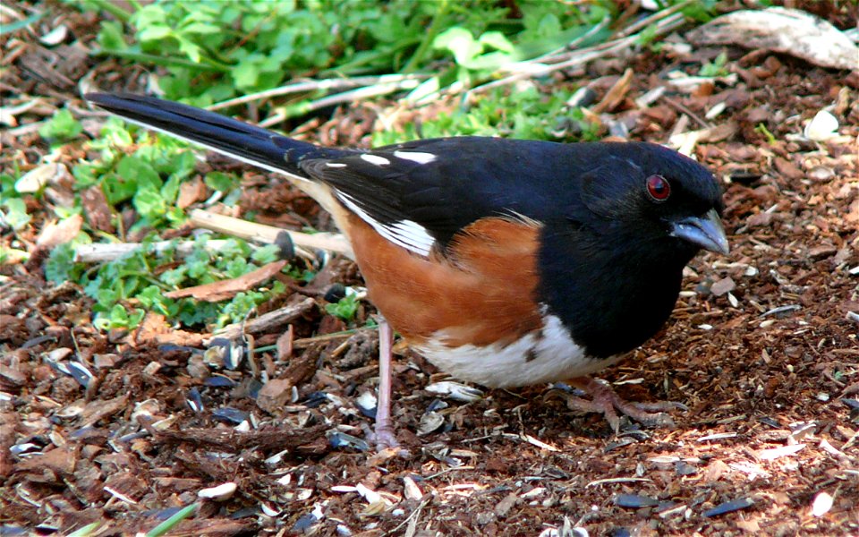 A male Eastern Towhee (Pipilo erythrophthalmus) searching for food on the ground.Photo taken with a Panasonic Lumix DMC-FZ50 in Caldwell County, North Carolina, USA.