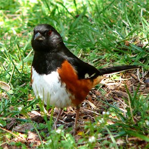 A male Eastern Towhee (Pipilo erythrophthalmus) feeding in the grass. Photo taken with a Panasonic Lumix DMC-FZ50 in Caldwell County, North Carolina, United States.