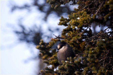 Gray Jay