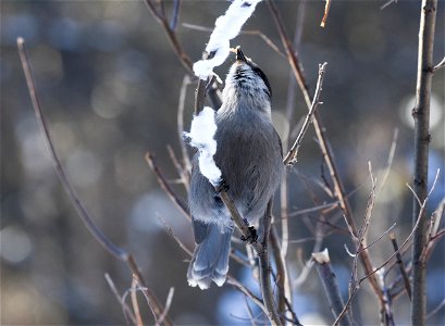 Gray Jay