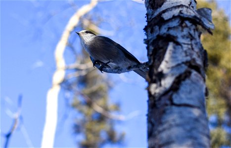 Gray Jay