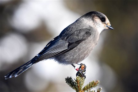 Banded Gray Jay