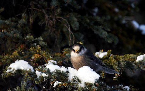 Gray Jay