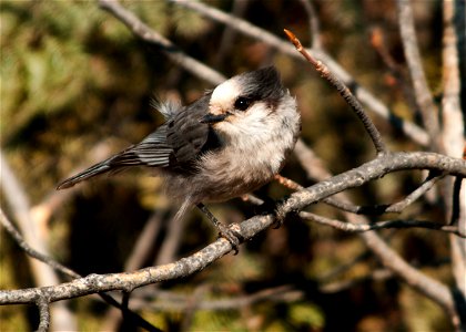 Gray Jay, Perisoreus canadensis, Denali National Park and Preserve, AK, USA