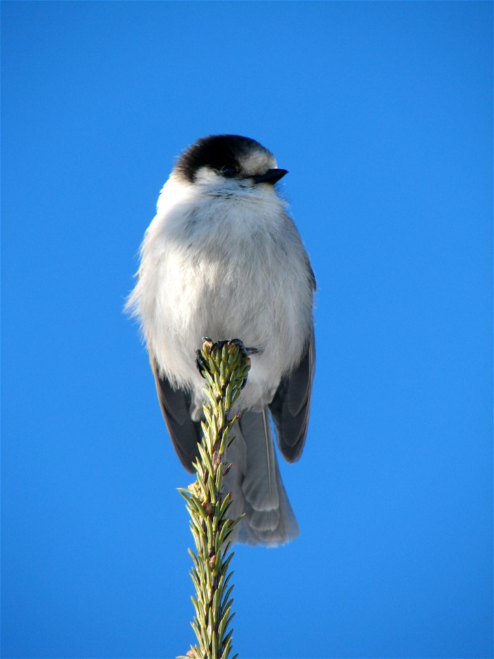 A gray jay perches on a subalpine fir at Paradise.

Photo by Kevin Bacher.