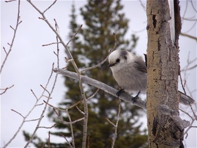 This curious gray jay landed in a tree right above me as I was about to enjoy my lunch while hiking one afternoon in the mountains. Location: Rocky Mountain National Park Credit: Amanda Horvath / USFW photo