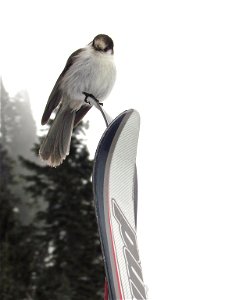 Not all wildlife leaves for the winter! A curious gray jay stops by to say hello. Remember, do not feed wildlife. NPS Photo.