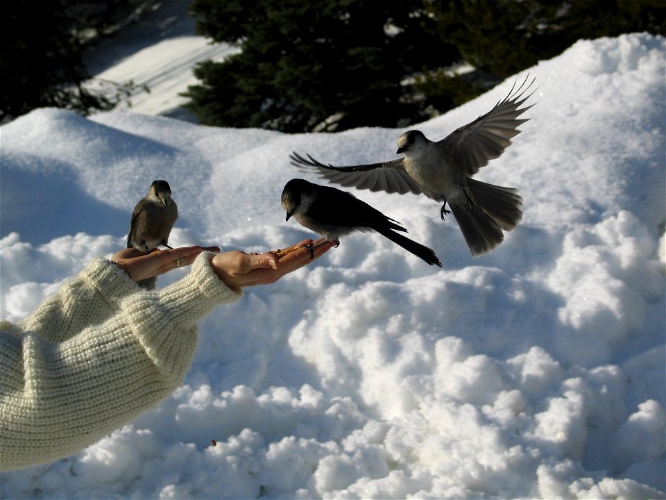 Gray Jays eating from some lady's hand in Manning Park BC Canada