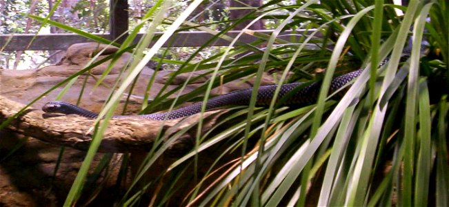 Red-Bellied Black Snake.  Taken at the Walkabout Wildlife Centre, Brisbane Forest Park, Brisbane, Queensland, Australia on 10 March, 2008