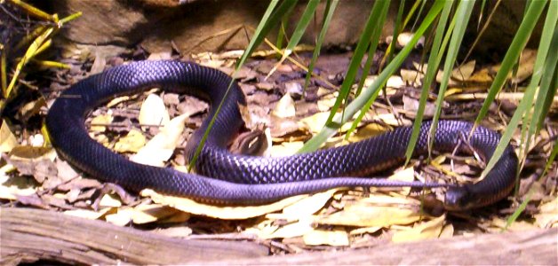 Red-Bellied Black Snake. Photo was taken at Brisbane Forest Park, Brisbane, Queensland, Australia photo