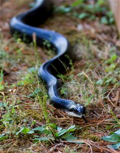 Black Rat Snake photo
