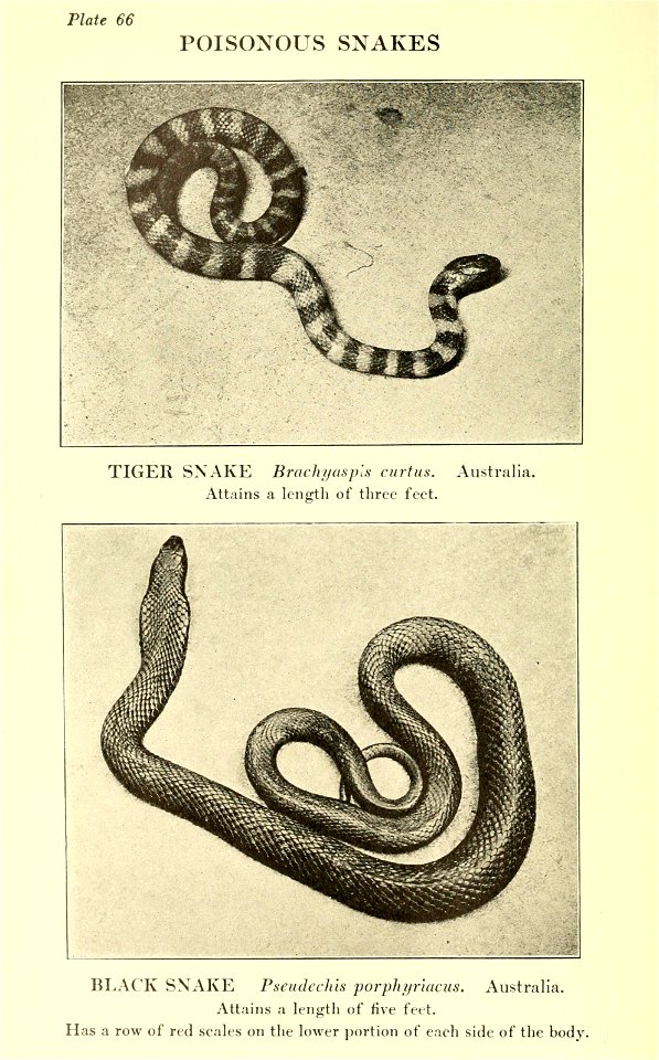 Reptiles of the world : tortoises and turtles, crocodilians, lizards and snakes of the eastern and western hemispheres / by Raymond L. Ditmars.