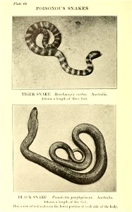 Reptiles of the world : tortoises and turtles, crocodilians, lizards and snakes of the eastern and western hemispheres / by Raymond L. Ditmars.