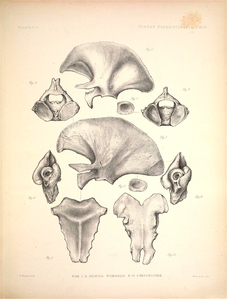 Mammals. Figs. 1-5 ORGELLA FLUMINALIS, 6-10 O BREVIROSTRIS.