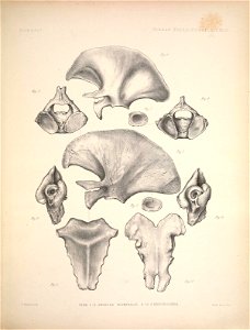 Mammals. Figs. 1-5 ORGELLA FLUMINALIS, 6-10 O BREVIROSTRIS.