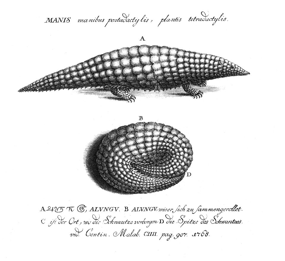 Alungu, Indian pangolin