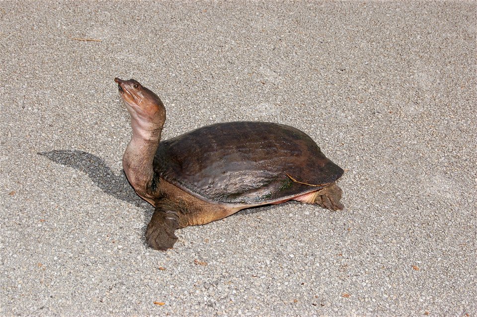 Florida Soft-shell Turtle on land, as seen in Everglades National Park, Homestead, Florida, USA.