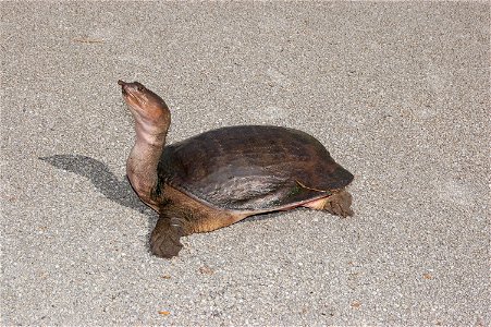 Florida Soft-shell Turtle on land, as seen in Everglades National Park, Homestead, Florida, USA.