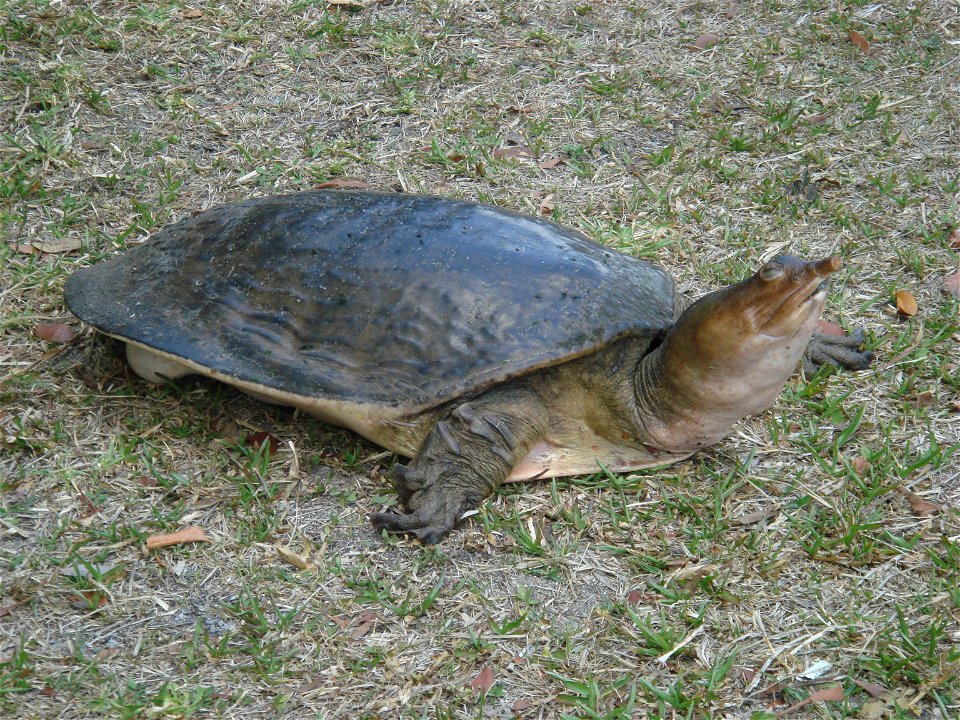 A softshell turtle (Apalone ferox) at Shark Valley Everglades National Park