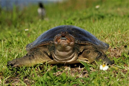 Soft Shelled Turtle (3),  NPSPhoto, R. Cammauf