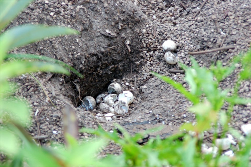 Softshell turtle nest, NPSphotos.jpg