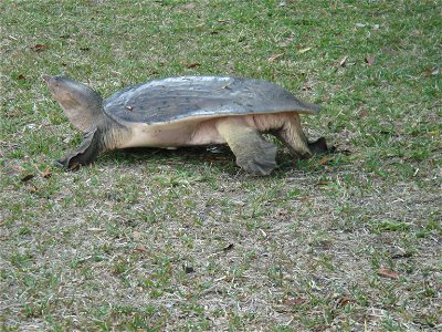 Florida softshell turtle digging a hole to lay eggs - taken at Shark Valley Everglades National Park