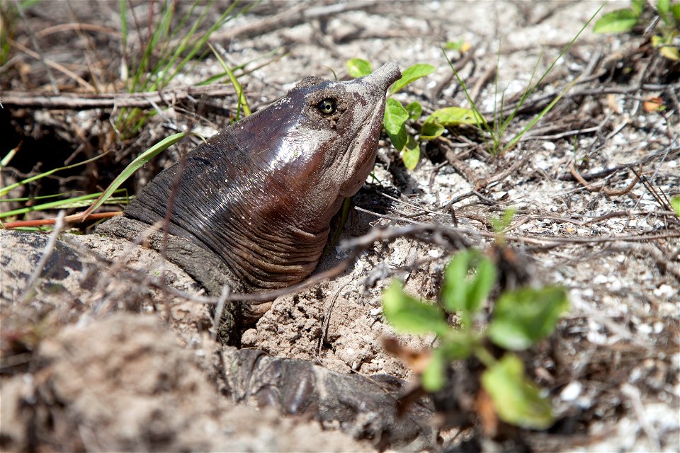 A A basking Florida softshell turtle warily eyes the photographer on the press mound behind the NASA News Center at Kennedy Space Center.
Kennedy shares a boundary with the Merritt Island National Wil