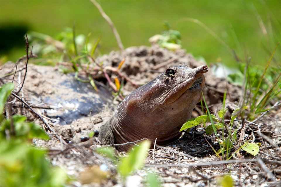 A basking Florida softshell turtle warily eyes the photographer on the press mound behind the NASA News Center at Kennedy Space Center.
Kennedy shares a boundary with the Merritt Island National Wildl