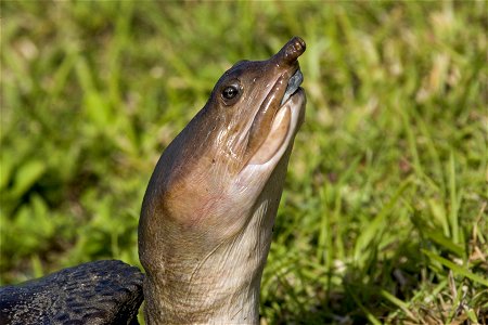 Soft Shelled Turtle (1), NPSPhoto, R. Cammauf photo