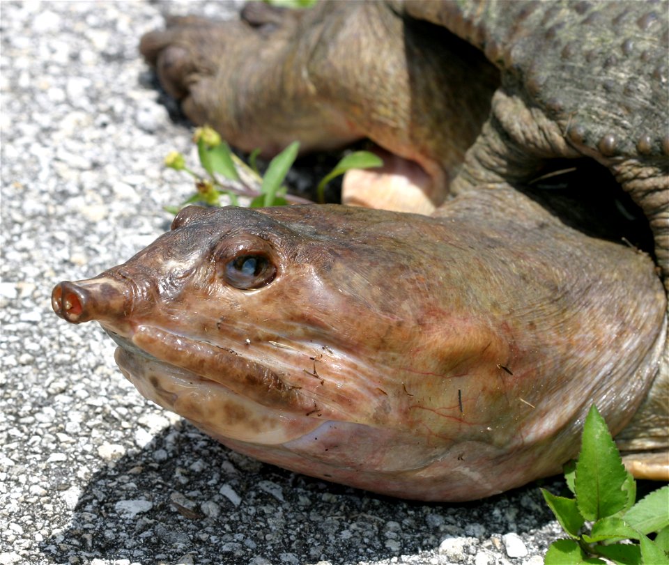 Florida Soft-Shelled Turlte