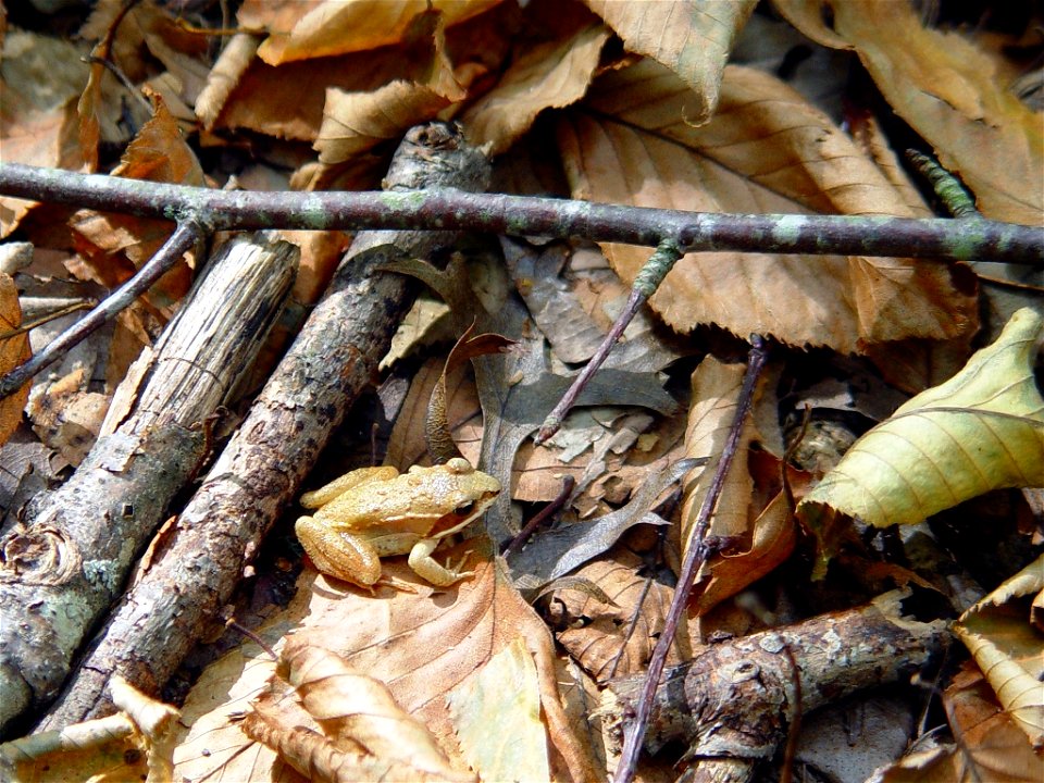 Photo of the Week - 10/24/11

Wood frog at Bell Cedar Swamp (CT).


Credit Andrew MacLachlan/USFWS